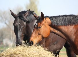 4 Essential Nutrients For Horses