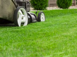 Fill That Empty Lawn with Greenery